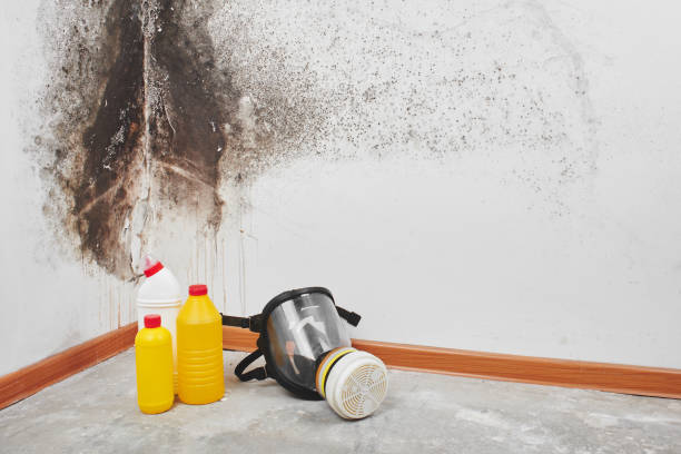 Best Emergency Mold Removal  in North Patchogue, NY