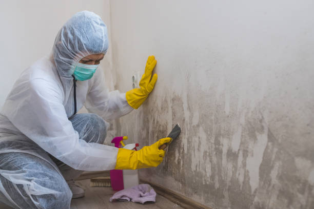 Best Attic Mold Removal  in North Patchogue, NY