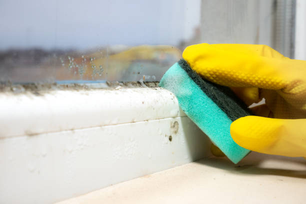 Best Local Mold Removal Service  in North Patchogue, NY