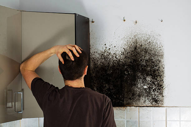 Best Mold Damage Repair  in North Patchogue, NY